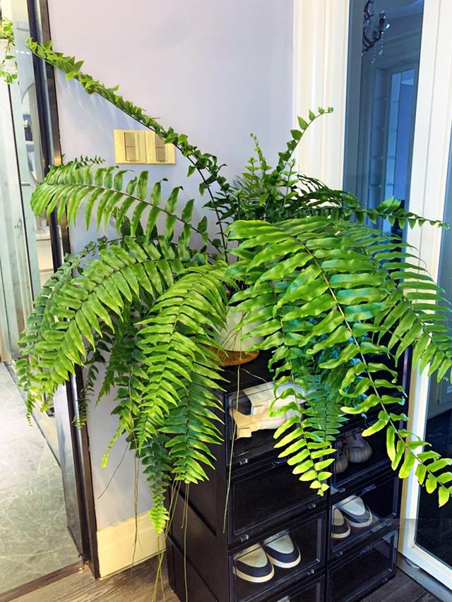 适合家里养的32种花，家里养什么花好（”家居盆花100种）