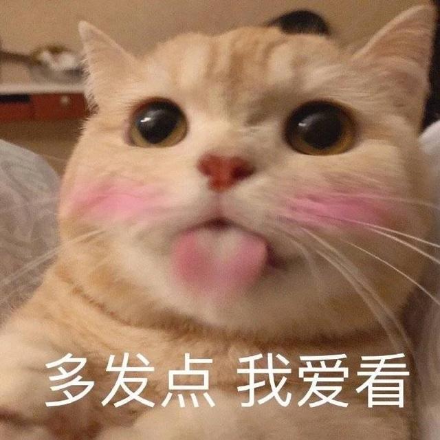 表情包很火的那只猫，最近很火的猫猫表情包（小猫咪可爱表情包）