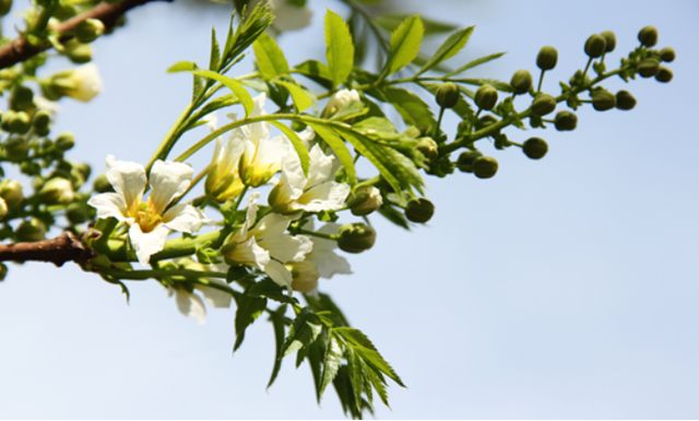 文冠果（文冠果树），文冠果：被埋没的中华特产（文冠果的果）