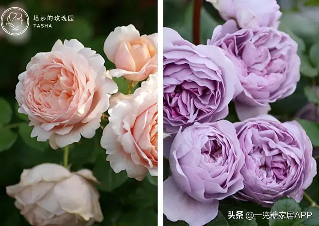 淘宝网花店(淘宝商城花卉市场)
