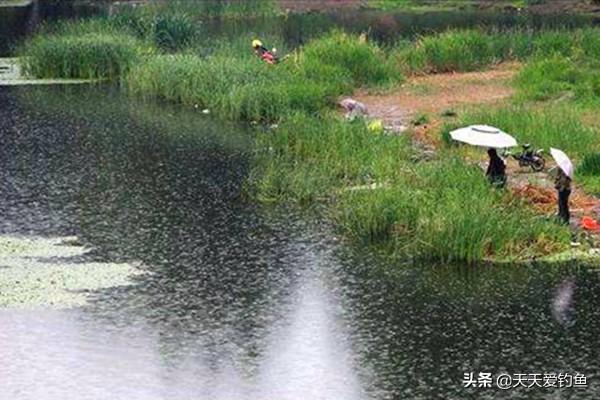 夏天下雨好钓鱼吗，初夏下雨天钓鱼好不好钓（夏季钓鱼最佳时机）