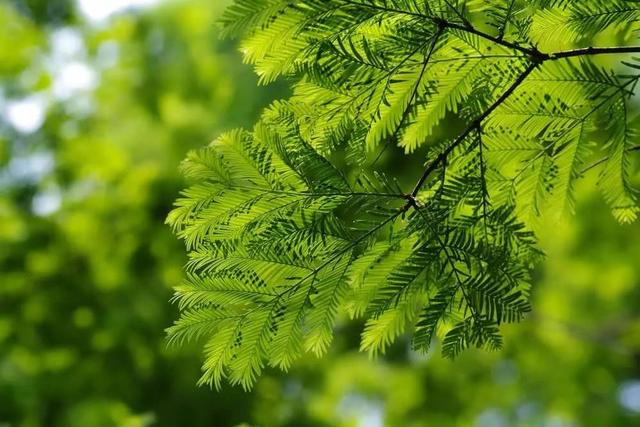 国家一级保护植物的名单，国家一级保护植物简介（植物世界丨国家一级重点保护野生植物名录）
