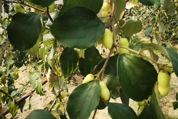 青枣，想栽培的话需要注意什么（青枣的功效与作用）