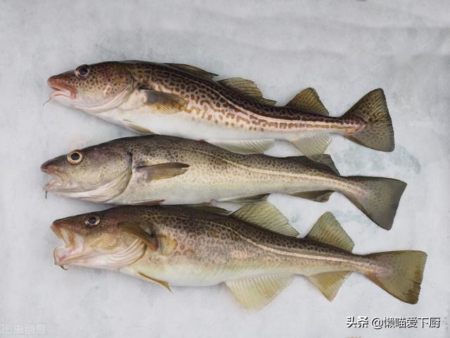 鳕鱼是不是深海鱼类，这种鱼常被冒充“鳕鱼”