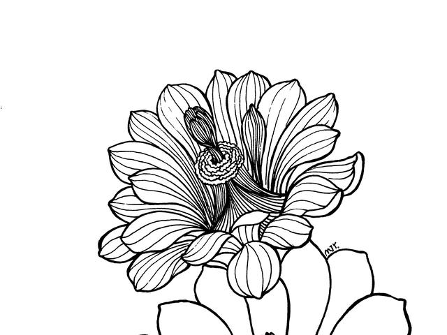 花瓣的简笔画法，花瓣简笔画图片大全（零基础也可以画的很好看）