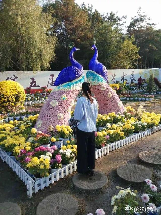 荷花有几种颜色，莲花有几种颜色分别是象征什么（1盆菊花售价1.2万）