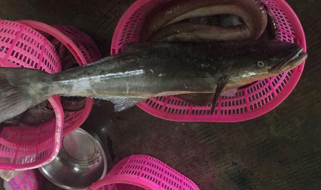 鲅鱼是马鲛鱼吗，马鲛鱼是鲅鱼吗（过年的时候最贵也最好吃）