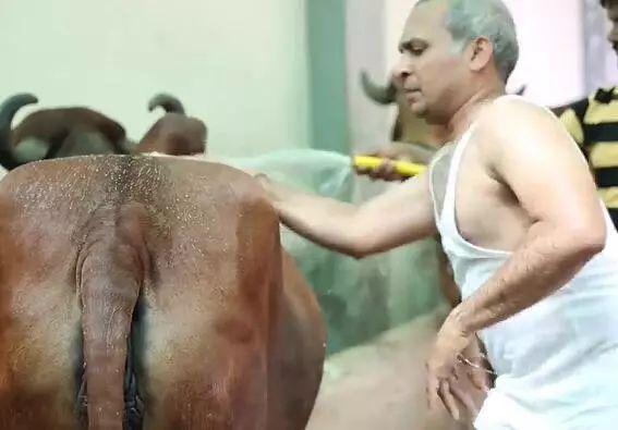 为什么牛奶加牛尿，牛奶里加牛尿是真的吗（印度男子跟3头母牛组织新家庭）