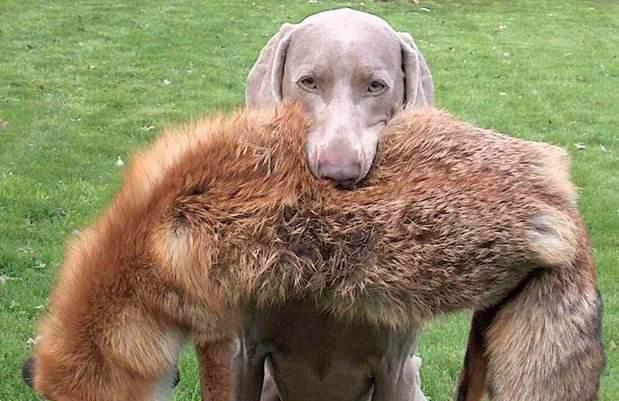 啮怎么读，溯怎么读出来（成语“穷鼠啮狸”的“啮”是什么意思）