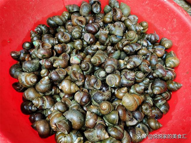 田螺和螺蛳的区别，田螺和狮螺的区别是什么（大个和小个到底哪种好）