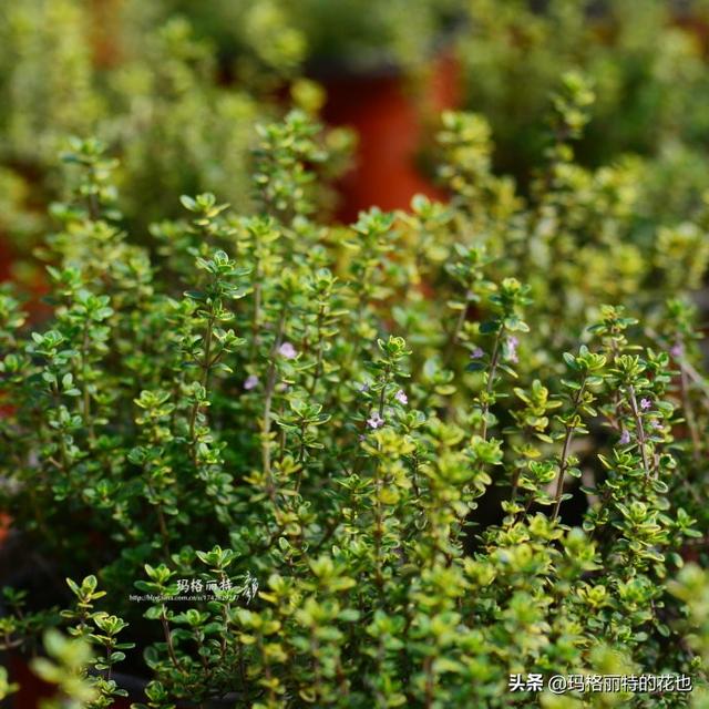 薰衣草如何过冬，薰衣草怎样过冬（西餐料理中常见的几种香草）