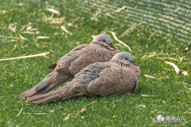 白斑鳩如何分辨公母,如何分辨斑鳩的公母(一對珠頸斑鳩的愛情生活)