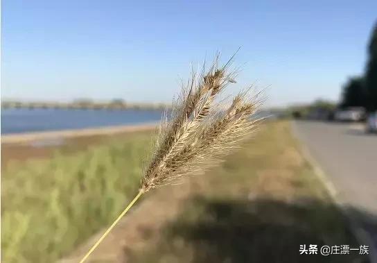 浮沱河在什么地方，滹沱河游玩攻略（——石家庄的母亲河）