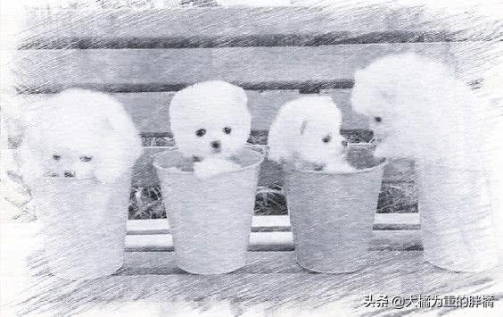 哪只博美犬最可爱最便宜，常被主人装在口袋里去散步