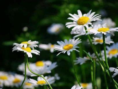 菊花扦插方法，菊花扦插方法图解（用上“万能扦插法”）