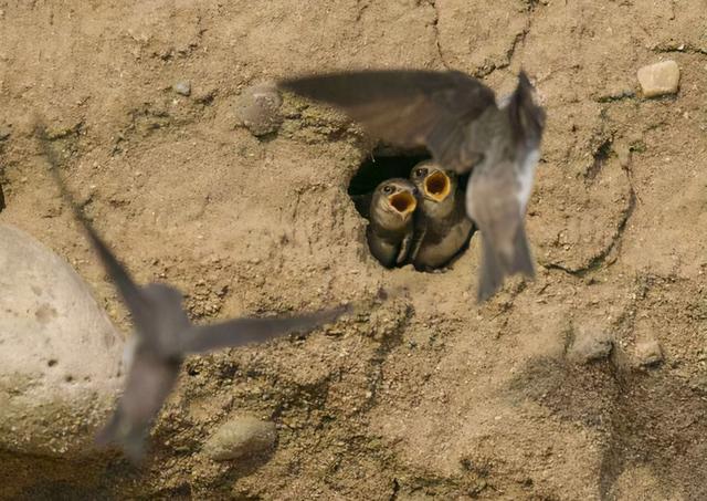 燕子的资料，燕子为什么要辛苦捕食昆虫