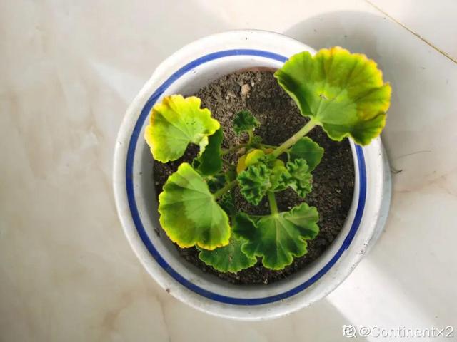 栀子花叶子发黄是什么原因，栀子花叶子发黄的原因是什么（栀子花叶子发黄）