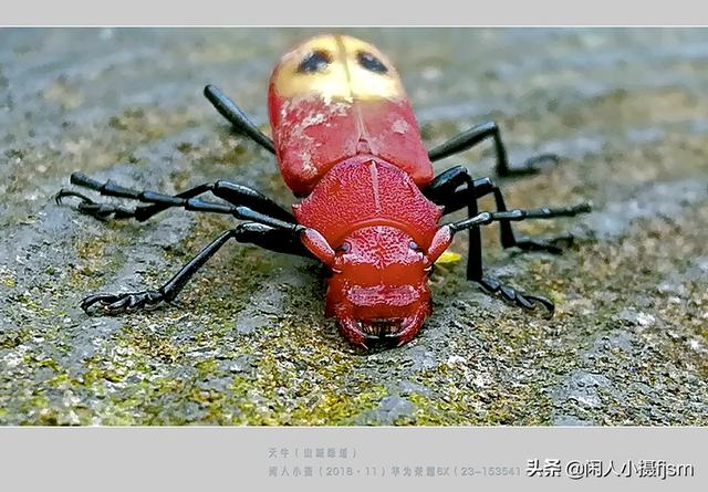 关于星天牛介绍，星天牛百度百科（这外貌“粗糙”的天牛你认得么）