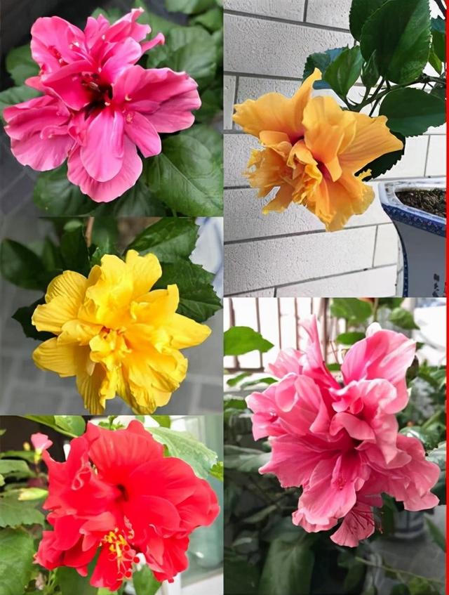 红桂花的功效与作用及食用方法，红桂花和黄桂花的区别（能吃能看还能养人）