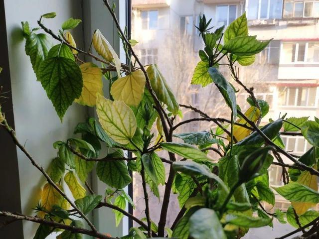 栀子花叶子发黄是什么原因，栀子花叶子发黄的原因是什么（栀子花叶子发黄）