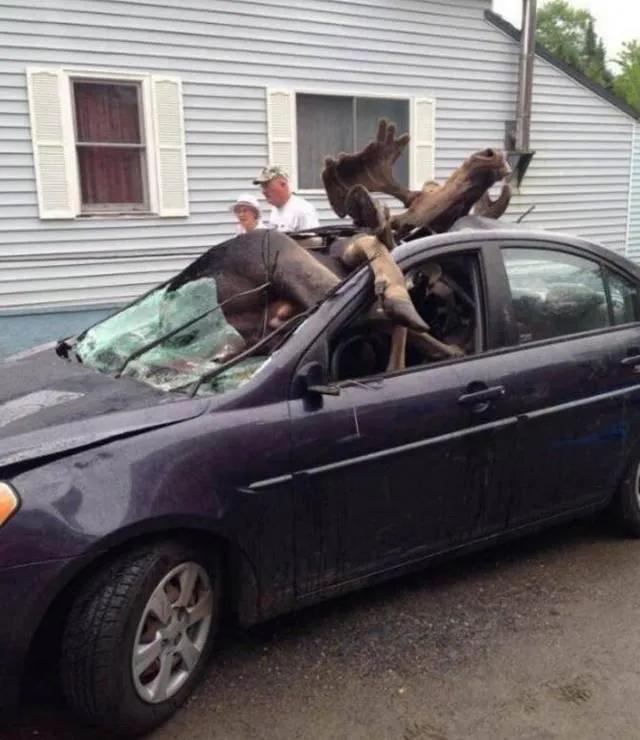 驼鹿是典型的什么动物 驼鹿主要分布在哪里呢，驼鹿是典型的什么动物（大兴安岭出现的大型野兽）