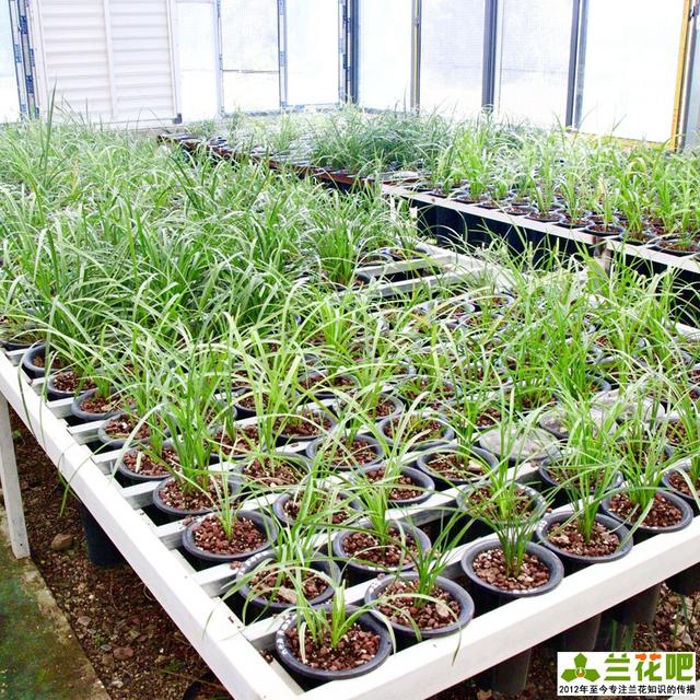 怎样养好兰花，怎样养好兰花学元红素（记得收藏备用）