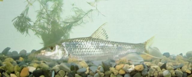 淡水观赏鱼种类，淡水观赏鱼的种类大全！（中国淡水观赏鱼图集<一>）