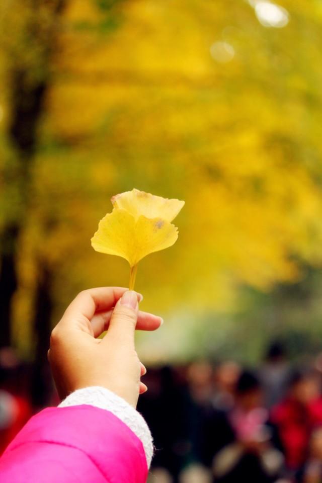 秋叶之静美的句子，秋叶静美的意境（散文：秋叶之静美）