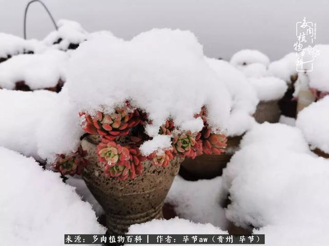 晴天橙子可爱头像微信，晴天橙子可爱头像（有多少次的会心一笑，全因多肉）