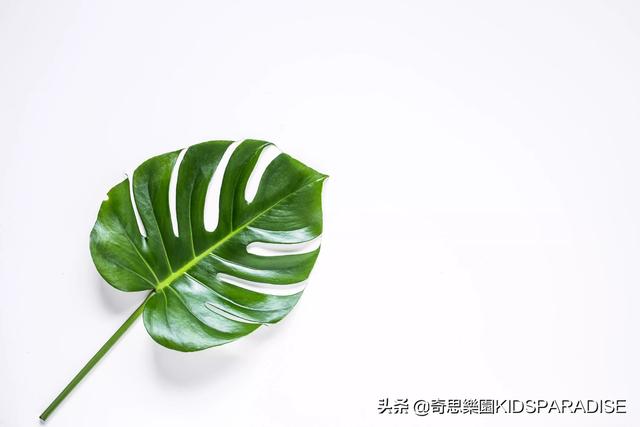 树叶的形状有哪些，叶子的形状有哪些（为什么树叶会有各种各样的形状）