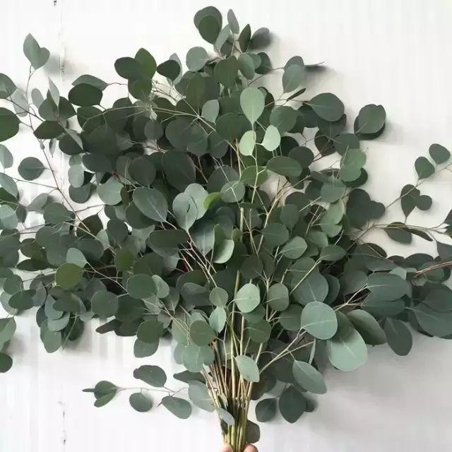 尤加利可以水培吗(尤加利也有这么多品种)