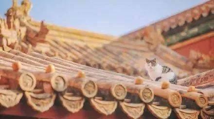 故宫最胆小御猫，我们只是惊呼是不够的