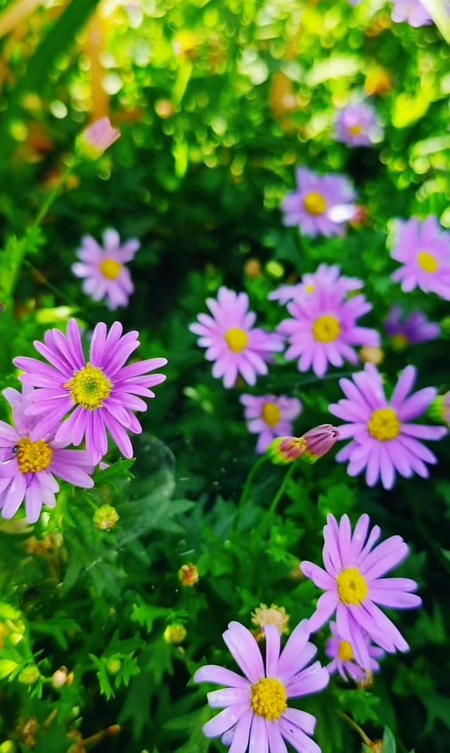 花头像图片大全，好看的花儿头像微信（相遇的瞬间）