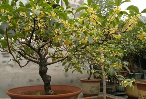 四季桂的养殖方法，四季桂大忌（按照这5点养护植株枝繁叶茂）