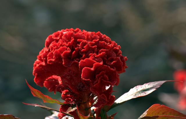 鸡冠花的功效与作用，鸡冠花的功效和作用鸡冠花的药用价值（中药材鸡冠花）