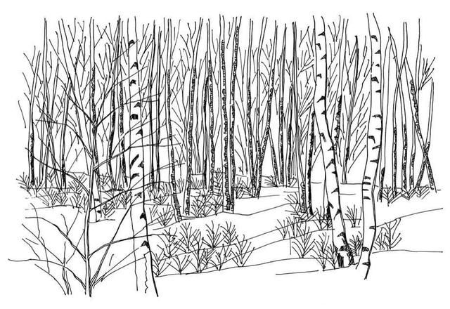 小树简笔画怎么画，小树的简笔画怎么画（教你三种常见树木画法）