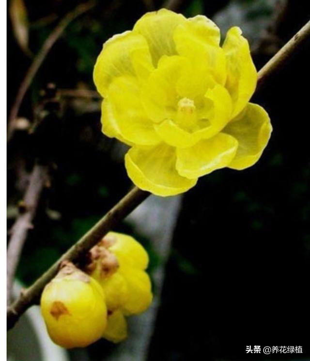 腊梅的花语和象征是什么，腊梅的花语到底是什么（正是腊梅含苞待放时）