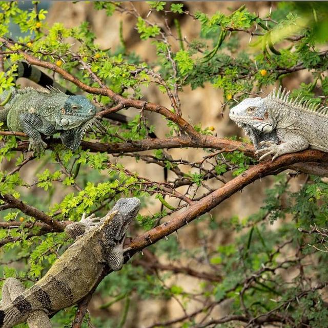 curacao来自哪个国家，curacao是什么意思（唤醒你蜇伏已久的味蕾记忆）