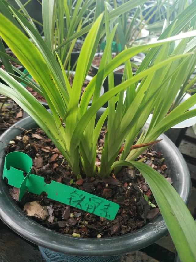 兰花最实用的肥料，兰花施什么肥最好（兰花最喜欢的“有机肥”）