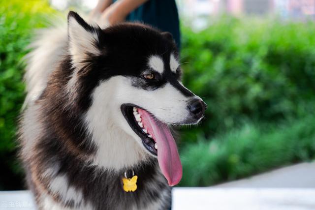 养阿拉斯加的禁忌，阿拉斯加犬为什么不建议养（阿拉斯加雪橇犬的优缺点及饲养方法并不是每个人都适合）