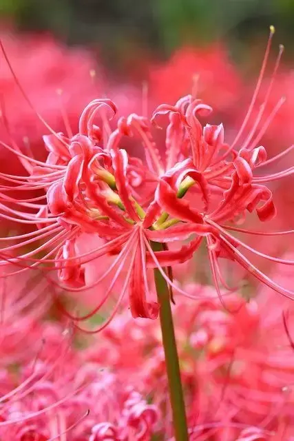 彼岸花，微信头像，彼岸花（48张彼岸花图，真是美极了）