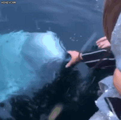 海豚和白鲸的区别，白鲸为什么是海豚（妹子的iPhone掉进大海后）