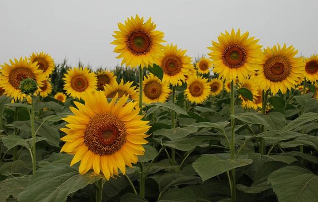 向日葵叶，向日葵种植技术（向日葵叶子图片）