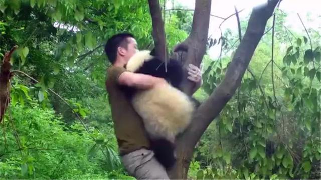 熊猫为什么喜欢抱大腿,熊猫抱大腿(大熊猫躲在树顶不回家) 熊猫为什么喜欢抱大腿,熊猫抱大腿(大熊猫躲在树顶不回家)