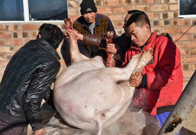 杀羊是什么意思，梦见老婆杀羊是什么意思（羊被宰杀的时候不会叫吗）