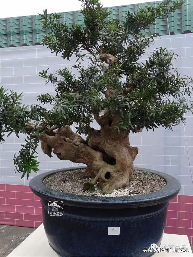 台湾罗汉松，飘逸优雅的海岛罗汉松盆景（台湾罗汉松的养殖方法和注意事项）