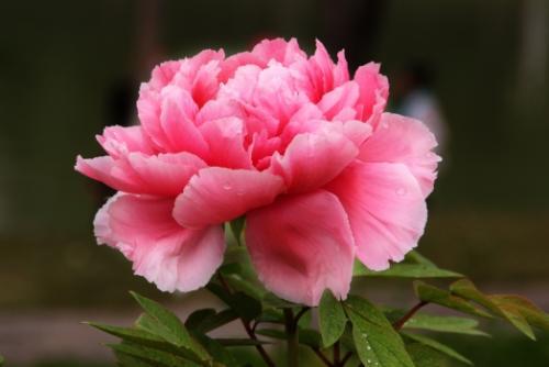 垂杨紫陌洛城东，令人一听难忘的女孩名字（欧阳修最经典的一首词）