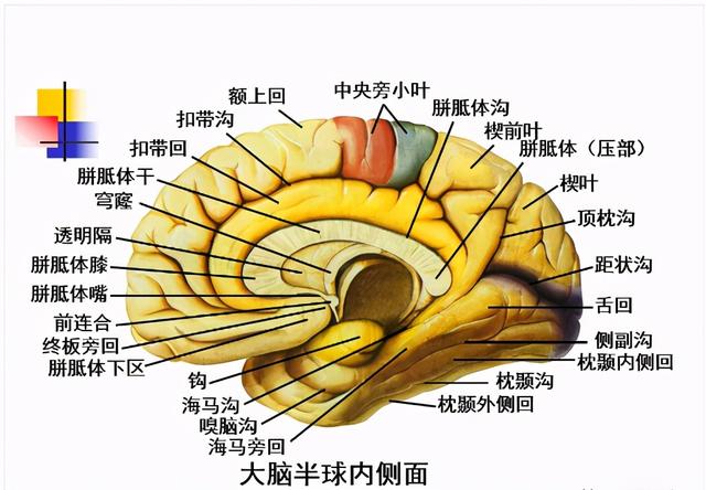 大脑杏仁体解剖图，高清大脑解剖图谱