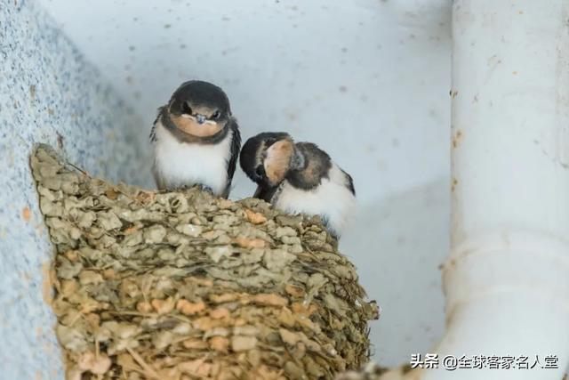 消逝的光芒龙之息图纸怎么来，消逝的光芒龙息弓图纸（光看着就很养眼了）