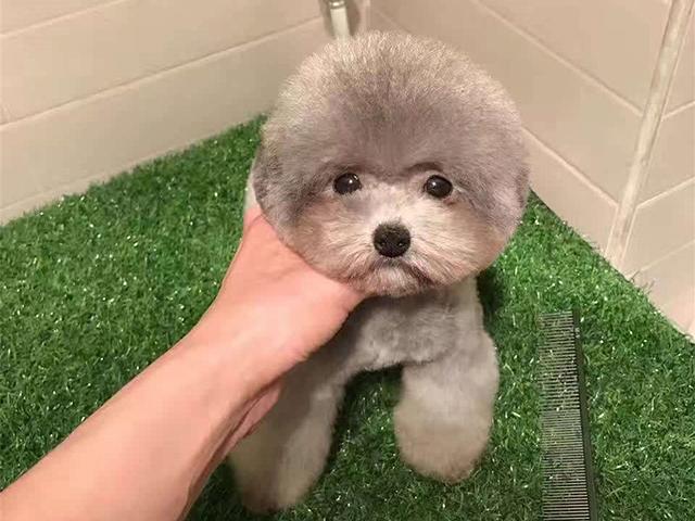 杯子狗（杯子狗寿命，爱狗狗则不应该养茶杯（杯子狗寿命多长）